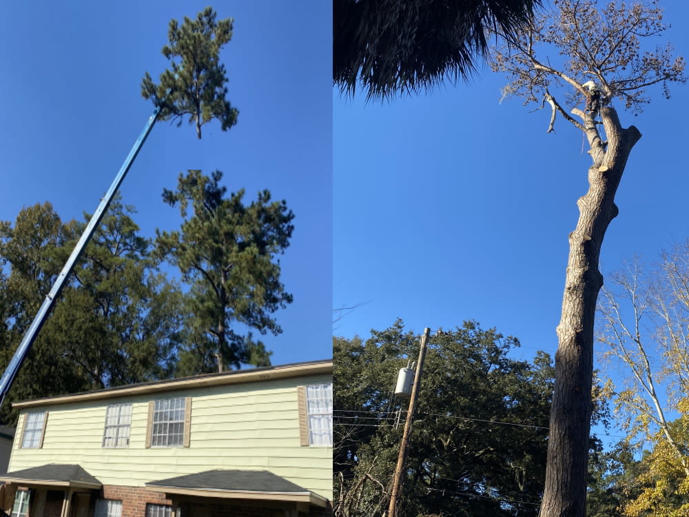 treeservicessavannahga.com - Savannah Georgia Tree Services