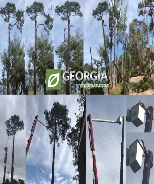 Georgia Tree Solutions