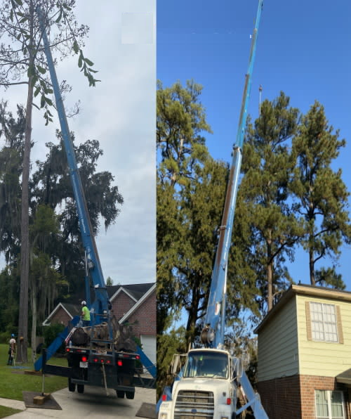 Crane Tree Removal Services