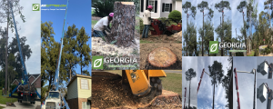 Tree Services Savannah Georgia